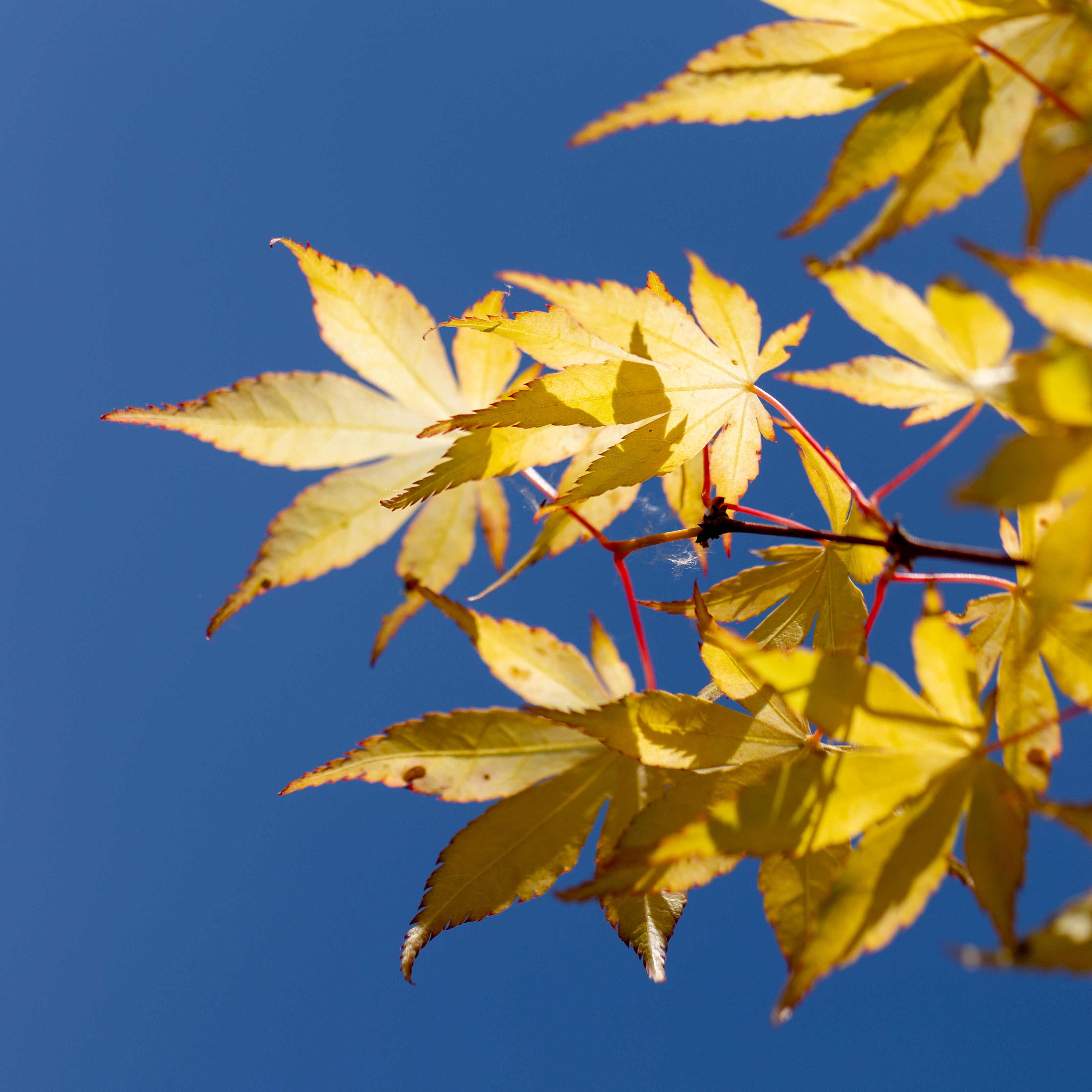 Acer palmatum VJ